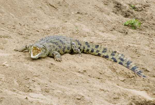 Cocodrilo - reserva nacional de Masai Mara - Kenia.jpg